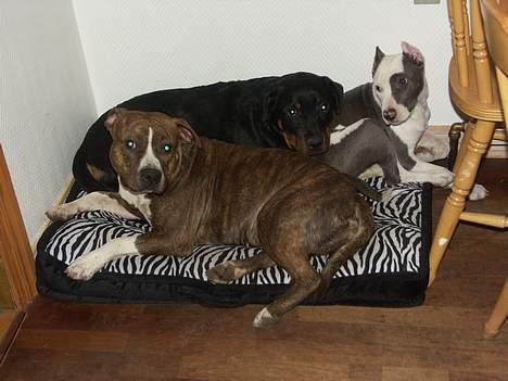 Amerikansk staffordshire terrier Icewood EZ Blue Baby Girl - Rest in Peace <3 billede 6