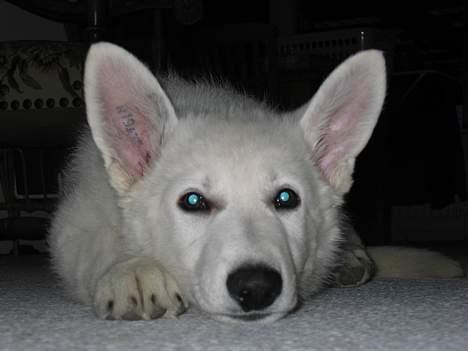 Hvid schæfer Nice'nwise Groucho Nicki billede 10