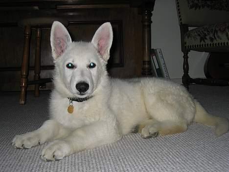 Hvid schæfer Nice'nwise Groucho Nicki billede 11