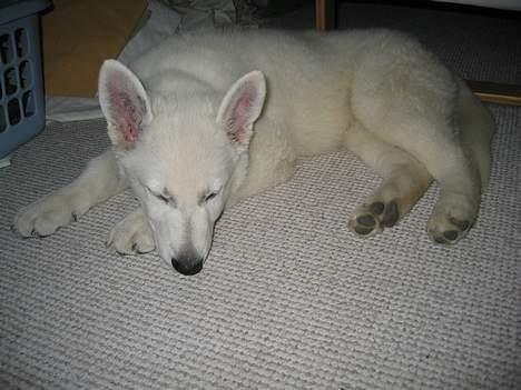 Hvid schæfer Nice'nwise Groucho Nicki - Han minder meget om vores gamle hund Fonzi her.. Se selv efter.. billede 12