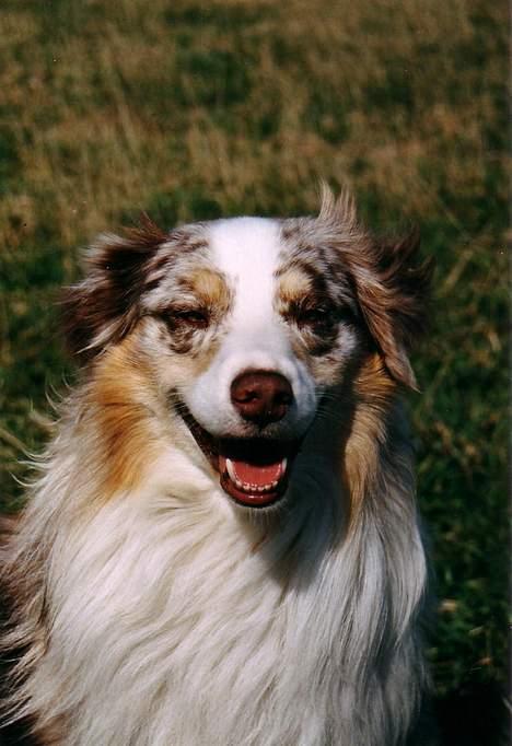 Australian shepherd Siggi Meldgaard billede 1