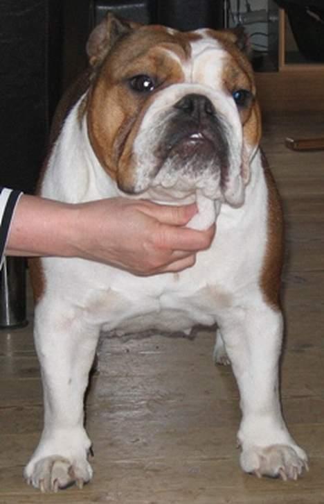 Engelsk bulldog Betty billede 8