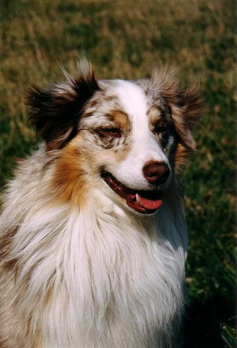 Australian shepherd Siggi Meldgaard billede 2