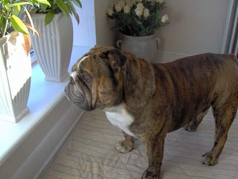 Engelsk bulldog Outskirts Diesel billede 5