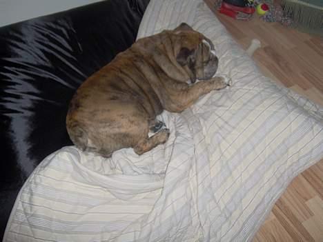 Engelsk bulldog Outskirts Diesel billede 6