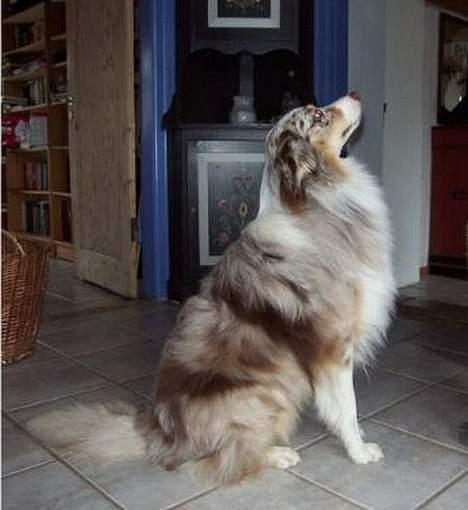 Australian shepherd Siggi Meldgaard billede 3