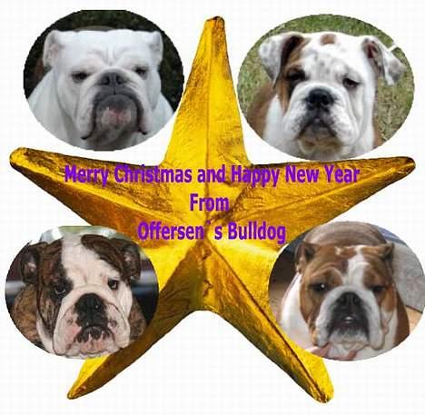 Engelsk bulldog Hertha. R.I.P 26-06-2012 - julehilsen fra hertha betty arne og Åse 2006 billede 8