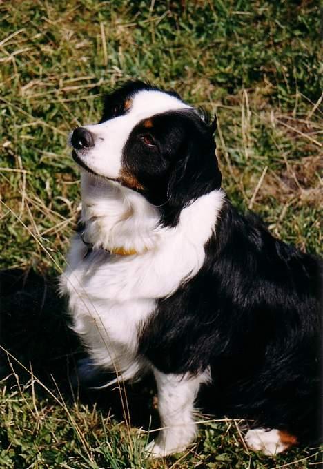 Australian shepherd Meldgaard's Emely billede 2
