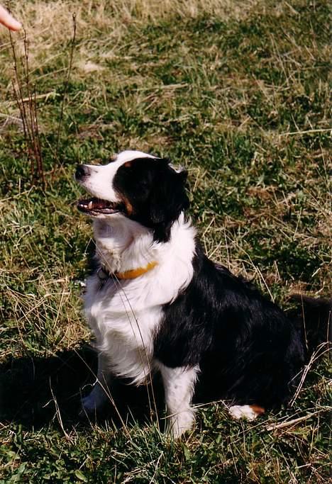 Australian shepherd Meldgaard's Emely billede 3