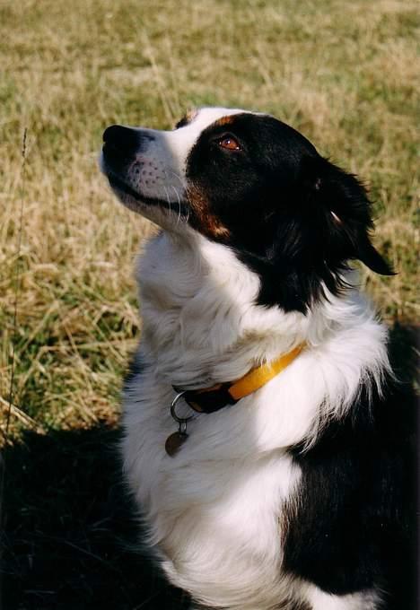 Australian shepherd Meldgaard's Emely billede 4