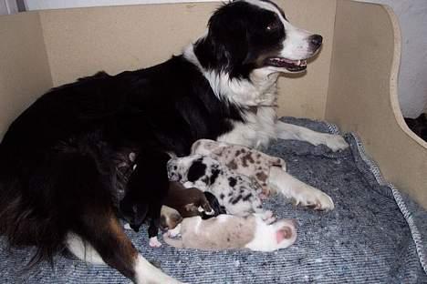 Australian shepherd Meldgaard's Emely - Hvalpe 2001 billede 5