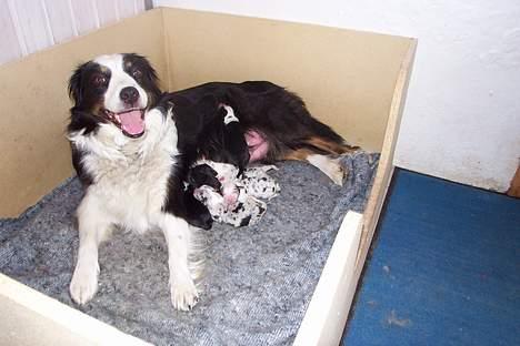 Australian shepherd Meldgaard's Emely - Hvalpe 2002 billede 6