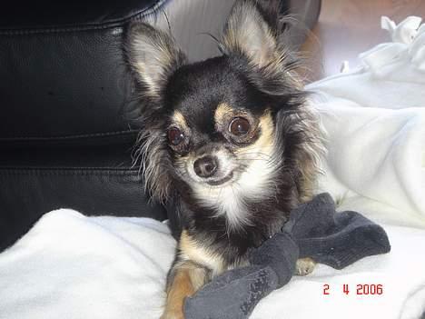 Chihuahua Freja billede 1