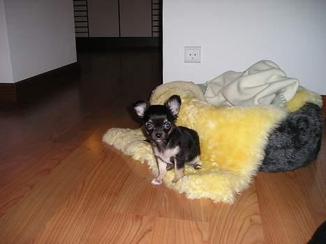 Chihuahua Freja billede 2