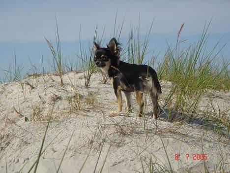 Chihuahua Freja billede 3