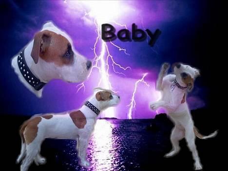 Amerikansk staffordshire terrier Baby - Hejsa. Det er Mig der er Baby billede 1