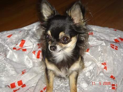 Chihuahua Freja billede 4