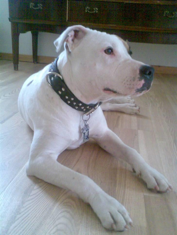 Amerikansk staffordshire terrier Baby - Leger model for mor... billede 2