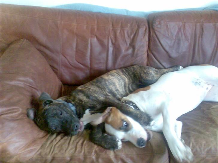 Amerikansk staffordshire terrier Baby - os? laver ballade siger du?! nej! billede 3