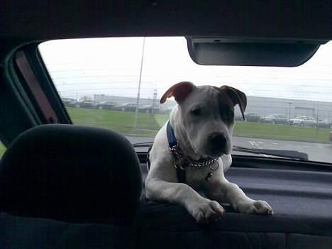 Amerikansk staffordshire terrier Baby - Ligger lige her og hygger mig i mors og fars bil billede 4