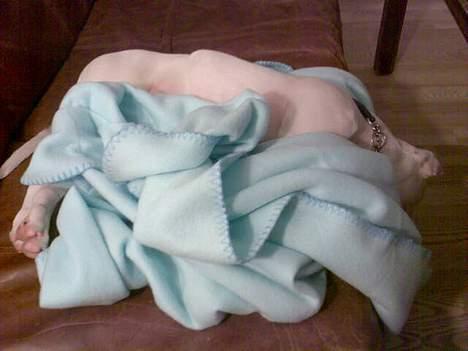 Amerikansk staffordshire terrier Baby - Jo den er go nok.. der er en hund på billedet... :-) billede 5