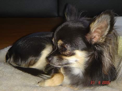 Chihuahua Freja billede 5