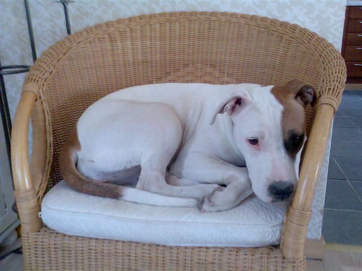 Amerikansk staffordshire terrier Baby - øøh hva? må jeg ikke være i stolen siger du? Har vi snakket om det? billede 6