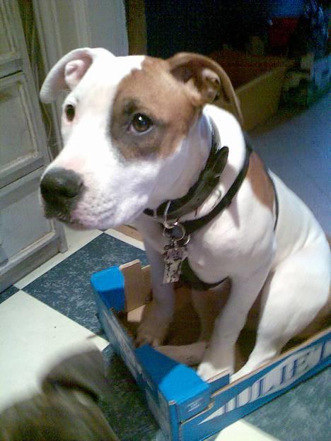 Amerikansk staffordshire terrier Baby - hmm... helt ærligt!  ser min røv stor ud i den her kasse? *GG* billede 7