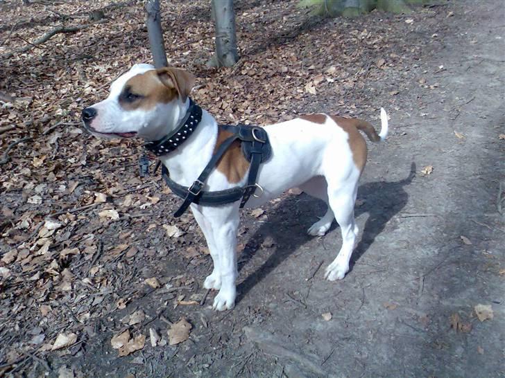 Amerikansk staffordshire terrier Baby - HOOOLDT!! hvem går der? en fugl siger du? må du være i MIN skov? billede 8
