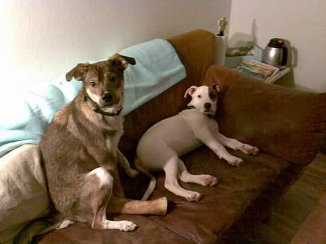 Amerikansk staffordshire terrier Baby - Jamen helt ærligt mor, det var altså ikke os der gjorde det 0:-))) (mig som lille) billede 9