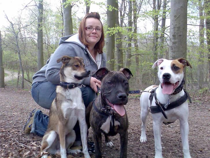 Amerikansk staffordshire terrier Baby - mig og banden med moar :-) billede 10