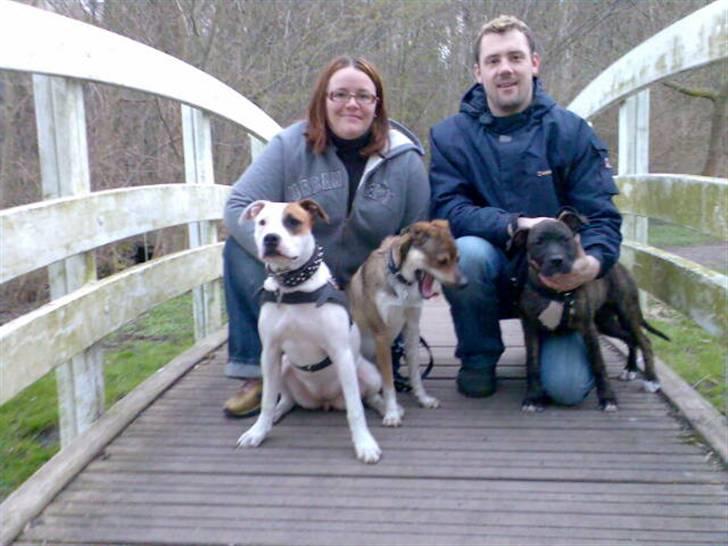 Amerikansk staffordshire terrier Baby - Passer gaden... der er ikke noget at se her...utroligt som folk flokkes om os modeller billede 11