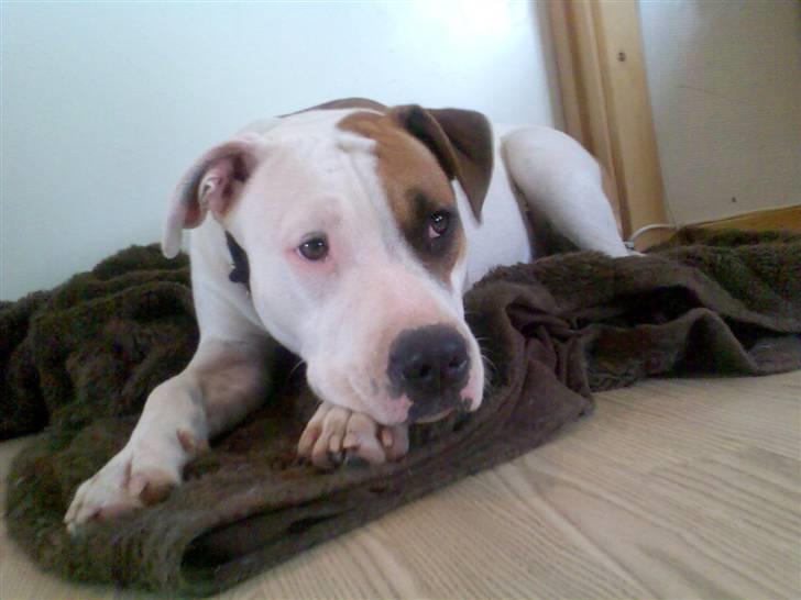 Amerikansk staffordshire terrier Baby - gad vide hvad vi skal ha til aftensmad idag.... billede 12