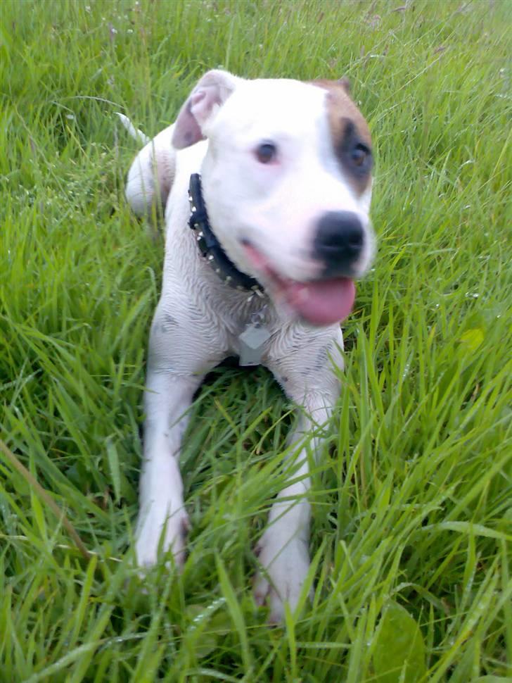 Amerikansk staffordshire terrier Baby - WEEEE! muder og regnvejr... kan det blive bedre?! billede 13