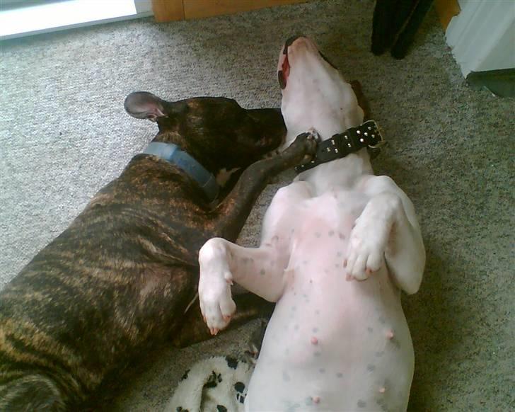 Amerikansk staffordshire terrier Baby - ZZZZZzzzzzzzzZZZZ billede 14