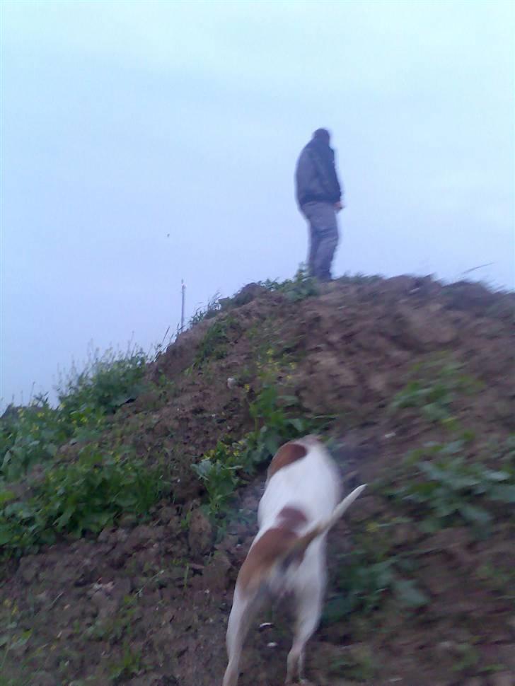 Amerikansk staffordshire terrier Baby - DA DA DAAAA! kommer nu far!! billede 15