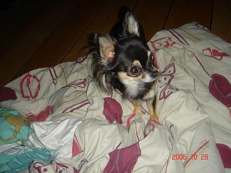 Chihuahua Freja billede 6