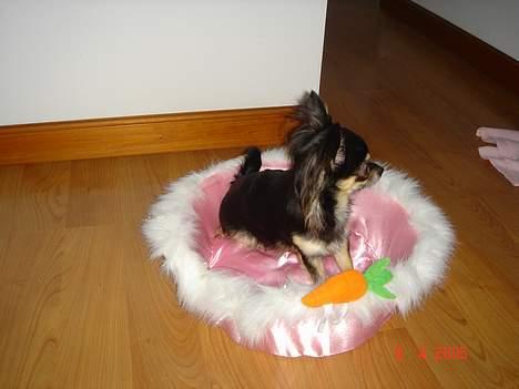 Chihuahua Freja billede 7