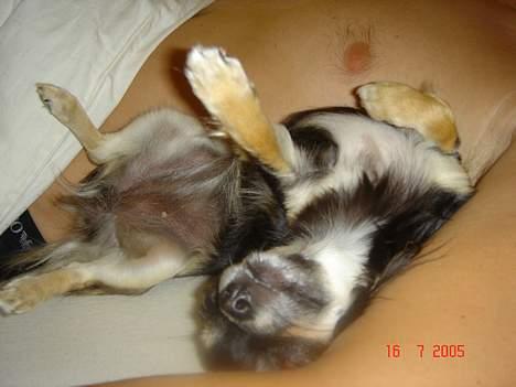 Chihuahua Freja billede 8