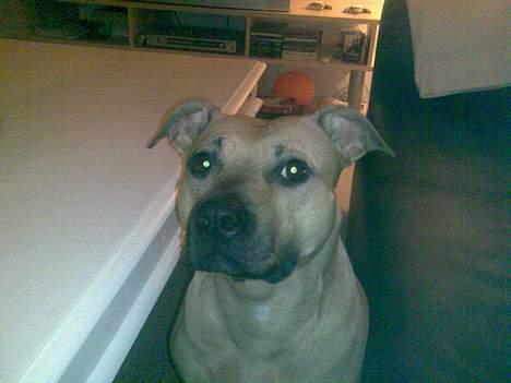 Amerikansk staffordshire terrier Nikita billede 1