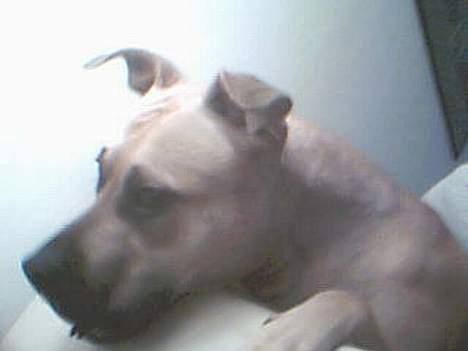 Amerikansk staffordshire terrier Nikita billede 2