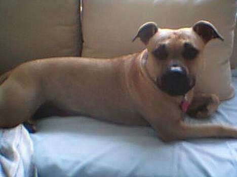 Amerikansk staffordshire terrier Nikita billede 3