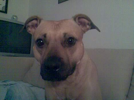 Amerikansk staffordshire terrier Nikita billede 4