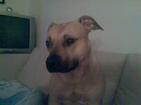 Amerikansk staffordshire terrier Nikita billede 5