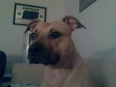 Amerikansk staffordshire terrier Nikita billede 6