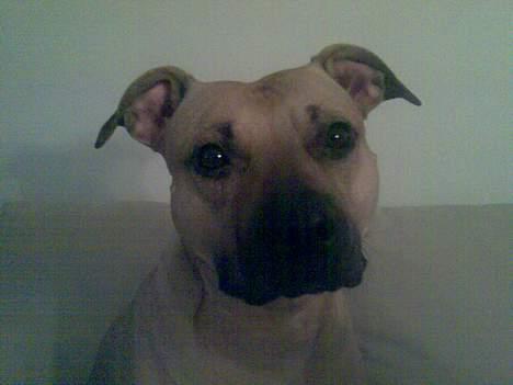 Amerikansk staffordshire terrier Nikita billede 7
