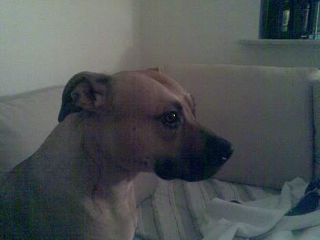 Amerikansk staffordshire terrier Nikita billede 8