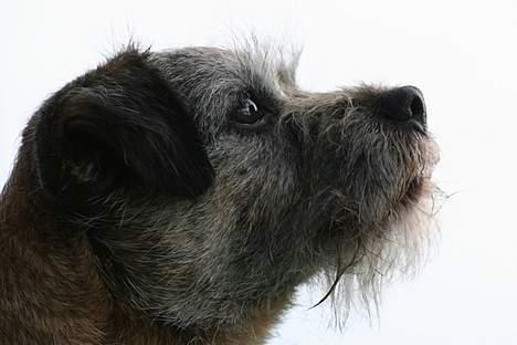 Border terrier Charlie - Charlie i profil (Foto: Heidi Petersen) billede 18