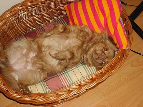 Blanding af racer Mica  R.I.P. - ´Mig afslappet ! Nøøøøh overhovedet ikke!! :o) billede 15