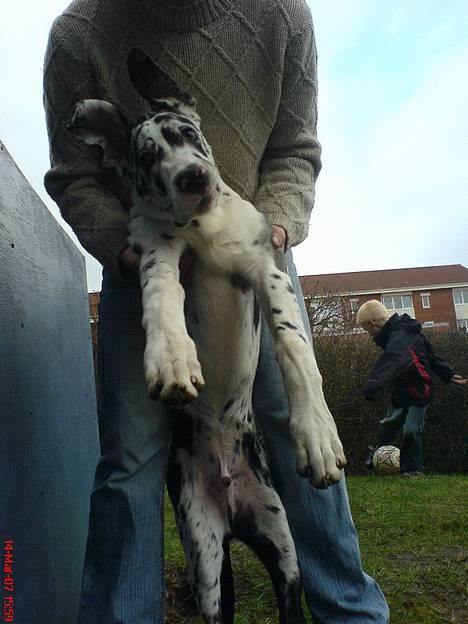 Grand danois THOR - 20 uger...Neeeeeeeeeeeej...jeg vil IKKE ind NU!!! billede 14